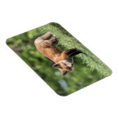 アカギツネのキット マグネット (右側)