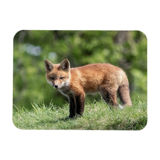 アカギツネのキット マグネット (横)