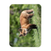 アカギツネのキット マグネット (縦)