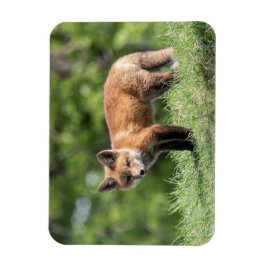 アカギツネのキット マグネット