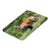 アカギツネのキット マグネット (左側)