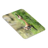 アカギツネのキット マグネット (右側)