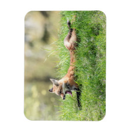 アカギツネのキット マグネット