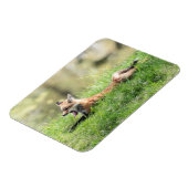 アカギツネのキット マグネット (左側)