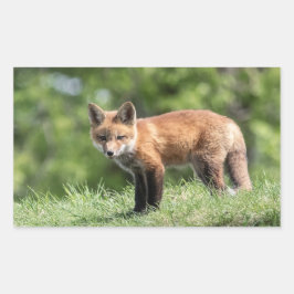 アカギツネのキット 長方形シール