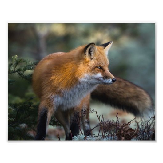 アカギツネの写真プリント フォトプリント (正面)