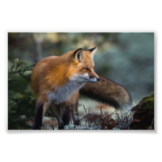アカギツネの写真プリント フォトプリント (正面)