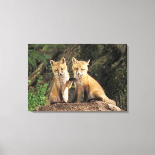アカギツネの子狐（Vulpes vulpes） テン巣の前 キャンバスプリント (正面)