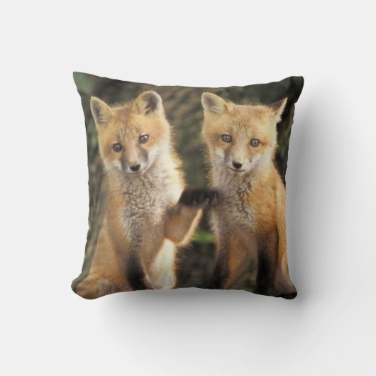 アカギツネの子狐(Vulpes vulpes)巣穴の前 クッション (正面)