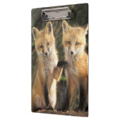 アカギツネの子狐（Vulpes vulpes）巣穴の前 クリップボード (左)