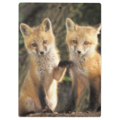 アカギツネの子狐（Vulpes vulpes）巣穴の前 クリップボード (裏面)