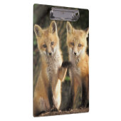 アカギツネの子狐（Vulpes vulpes）巣穴の前 クリップボード (右)