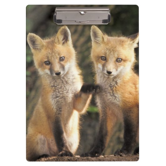 アカギツネの子狐（Vulpes vulpes）巣穴の前 クリップボード (正面)