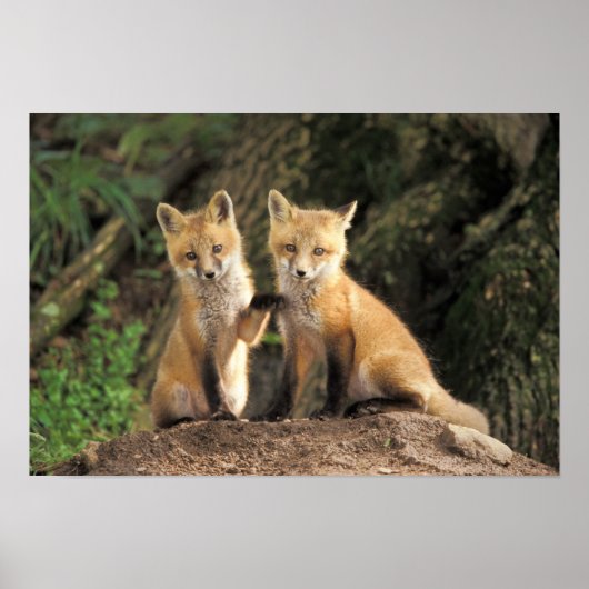 アカギツネの子狐（Vulpes vulpes）巣穴の前 ポスター (正面)