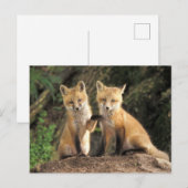 アカギツネの子狐（Vulpes vulpes）巣穴の前 ポストカード (正面/裏面)