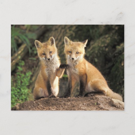 アカギツネの子狐（Vulpes vulpes）巣穴の前 ポストカード (正面)