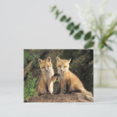 アカギツネの子狐（Vulpes vulpes）巣穴の前 ポストカード (スタンド正面)