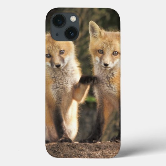 アカギツネの子狐（Vulpes vulpes）巣穴の前 Case-Mate iPhoneケース (裏面)
