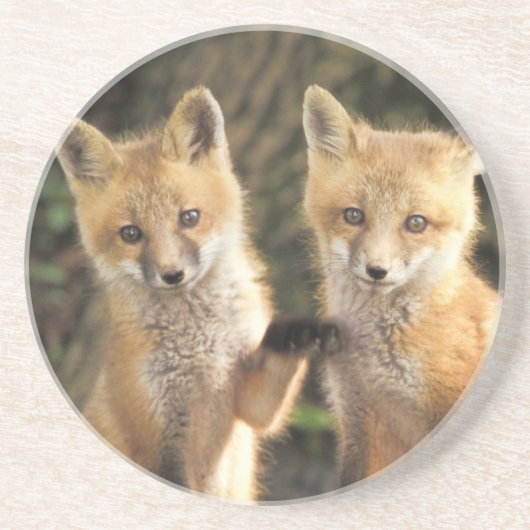 アカギツネの子(巣穴の前 Vulpes vulpes) コースター (正面)
