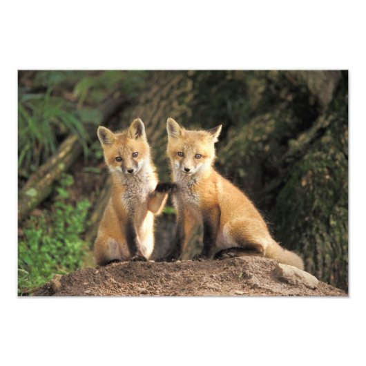 アカギツネの子(巣穴の前 Vulpes vulpes) フォトプリント (正面)
