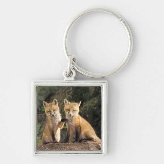 アカギツネの幼獣が巣穴の前で (Vulpes vulpes) キーホルダー (正面)