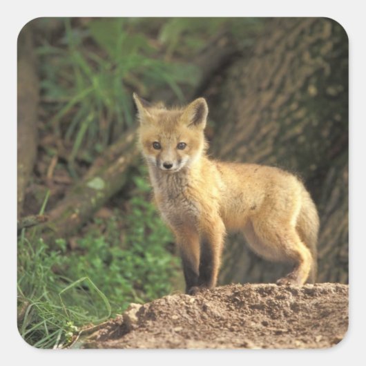 アカギツネの幼獣が巣穴の前で (Vulpes vulpes) スクエアシール (正面)