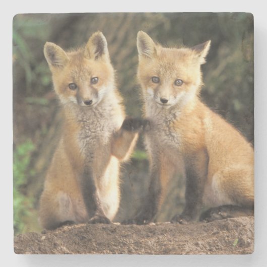 アカギツネの幼獣が巣穴の前で (Vulpes vulpes) ストーンコースター (正面)