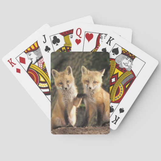 アカギツネの幼獣が巣穴の前で (Vulpes vulpes) トランプ (裏面)
