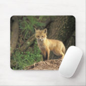 アカギツネの幼獣が巣穴の前にいる様子 (Vulpes vulpes) マウスパッド (マウス)