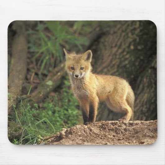 アカギツネの幼獣が巣穴の前にいる様子 (Vulpes vulpes) マウスパッド (正面)
