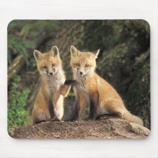 アカギツネの幼獣が巣穴の前にいる (Vulpes vulpes) マウスパッド (正面)