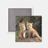 アカギツネの幼獣が巣穴の前にいる (Vulpes vulpes) マグネット (正面/裏面)