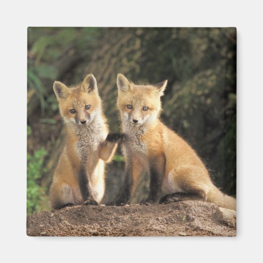 アカギツネの幼獣が巣穴の前にいる (Vulpes vulpes) マグネット (正面)