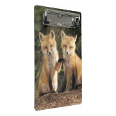アカギツネの幼獣が巣穴の前にいる Vulpes vulpes ミニクリップボード (アングル)