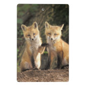 アカギツネの幼獣が巣穴の前にいる Vulpes vulpes ミニクリップボード (裏面)