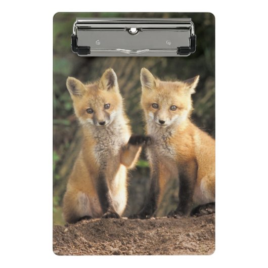 アカギツネの幼獣が巣穴の前にいる Vulpes vulpes ミニクリップボード (正面)