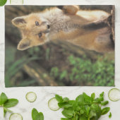 アカギツネの幼獣と巣穴(Vulpes vulpes) キッチンタオル (折り畳み)