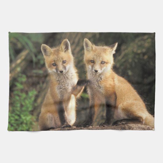 アカギツネの幼獣と巣穴(Vulpes vulpes) キッチンタオル (横)