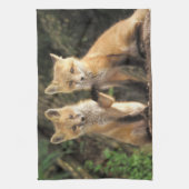 アカギツネの幼獣と巣穴(Vulpes vulpes) キッチンタオル (縦)