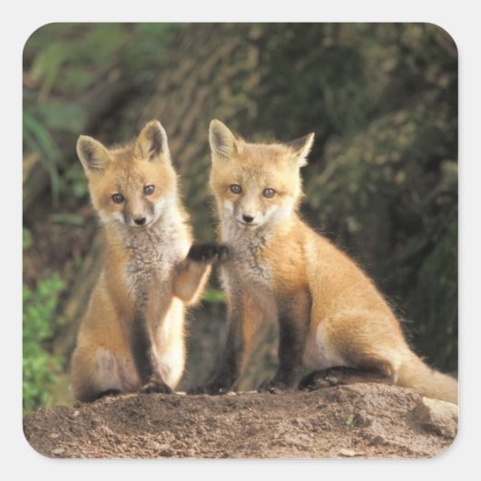 アカギツネの幼獣と巣穴（Vulpes vulpes） スクエアシール (正面)