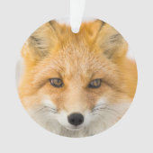 アカギツネの肖像 オーナメント (正面)