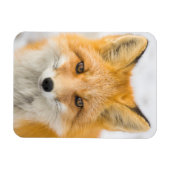 アカギツネの肖像 マグネット (横)