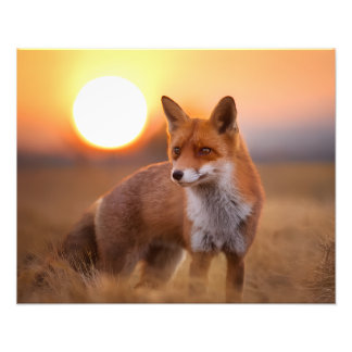アカギツネ フォトプリント
