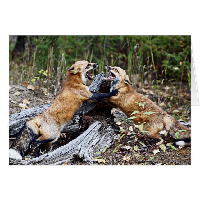 アカギツネ-戦い (正面横)