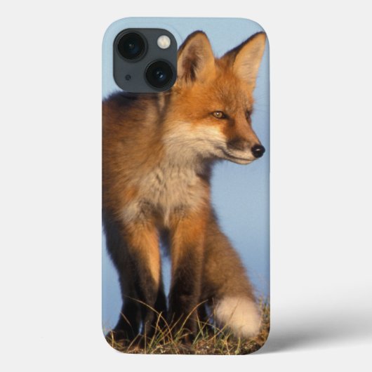 アカギツネ、1002の区域のVulpesのvulpes、の Case-Mate iPhoneケース (裏面)