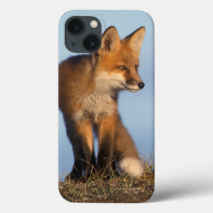 アカギツネ、1002の区域のVulpesのvulpes、の iPhone 13ケース
