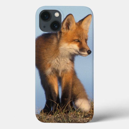 アカギツネ、1002の区域のVulpesのvulpes、の Case-Mate iPhoneケース (裏面)