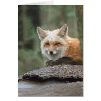 アカギツネ(Vulpesのvulpes)