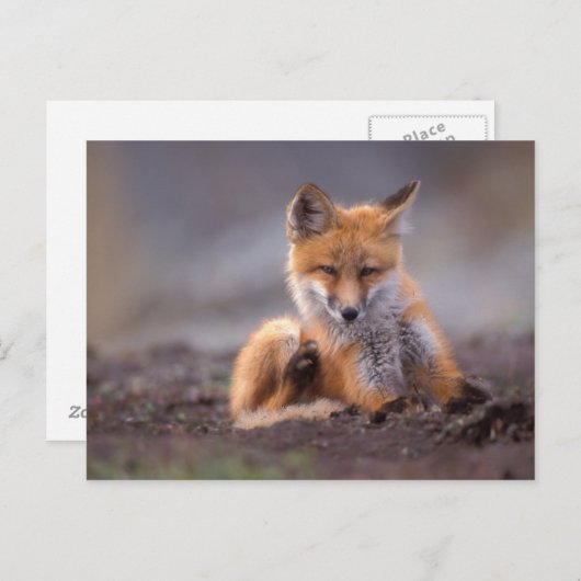 アカギツネ、Vulpesのvulpes、それ自身を傷付けている子犬 ポストカード (正面/裏面)