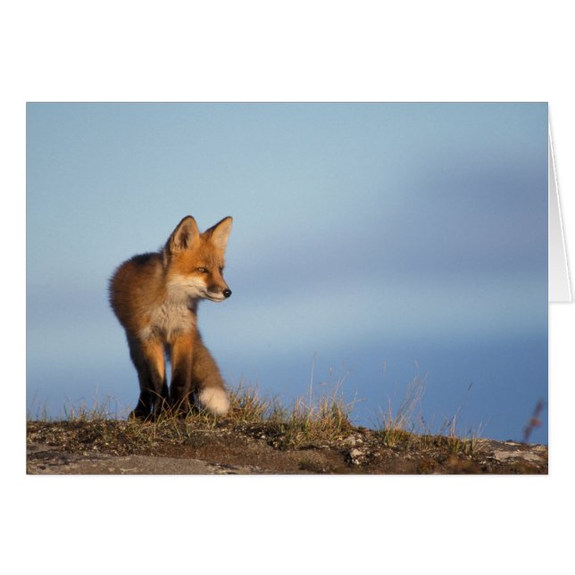 アカギツネ、Vulpes vulpes (正面横)